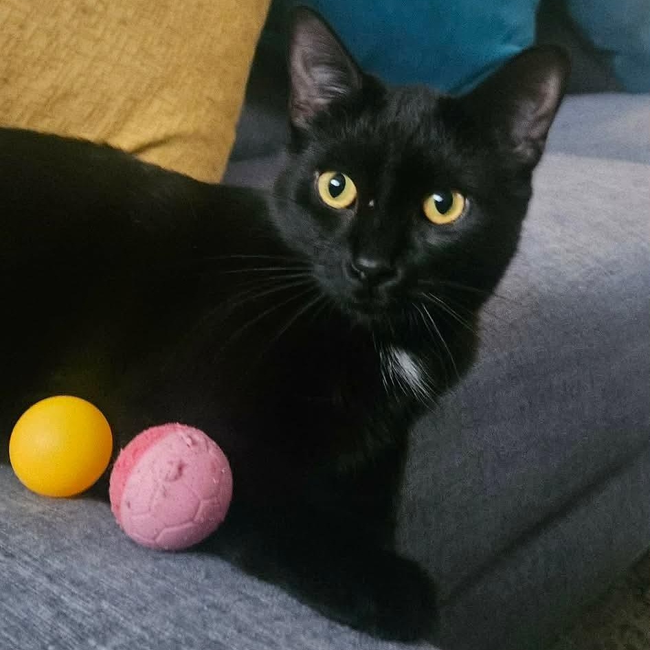 Enlarge Flow (Ebène), a Adoptable Domestic Short Hair in Terrebonne, QC image 1/6