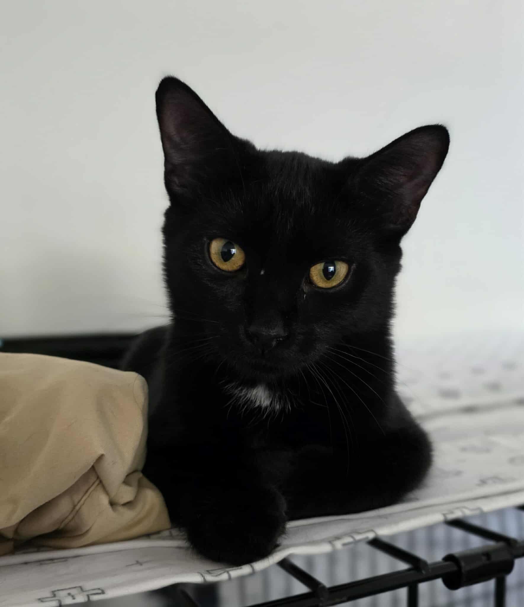 Ebène, Adoptable, Kitten Male Domestic Short Hair.