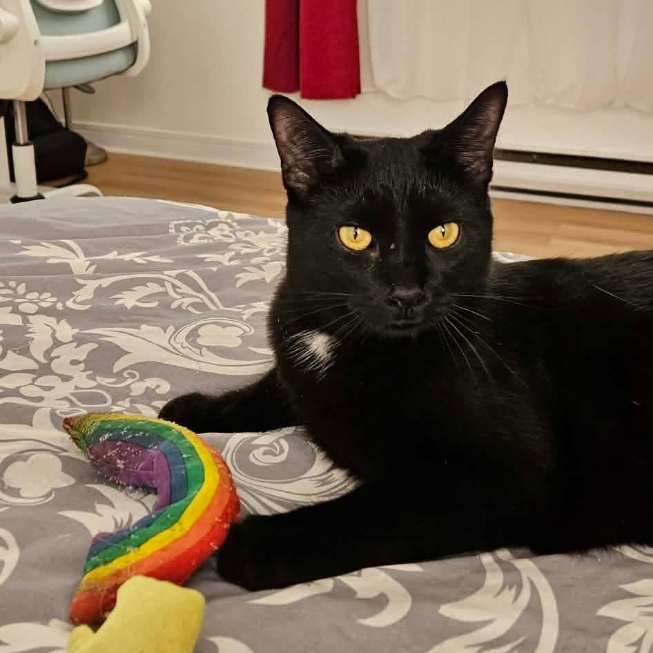 Flow (Ebène), a Adoptable Domestic Short Hair in Terrebonne, QC image 1/6