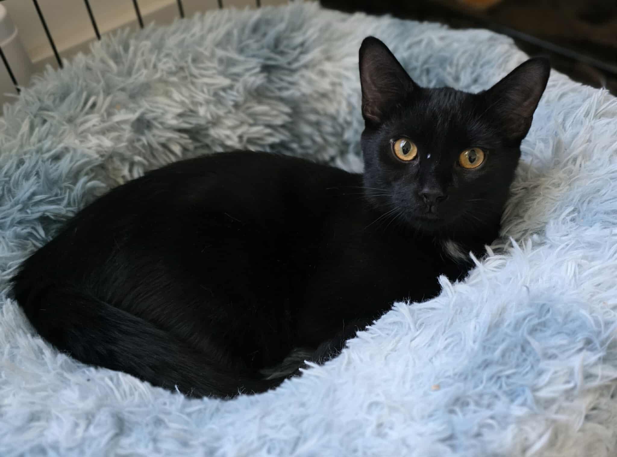 Enlarge Ebène, a Adoptable Domestic Short Hair in Terrebonne, QC image 6/6
