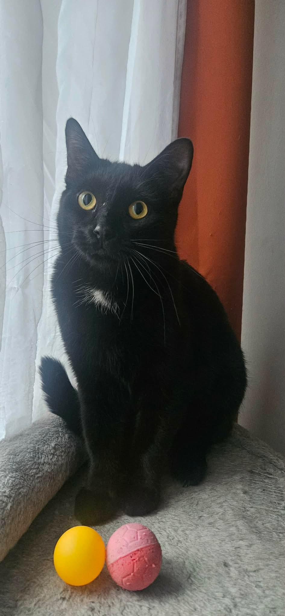 Enlarge Flow (Ebène), a Adoptable Domestic Short Hair in Terrebonne, QC image 6/6