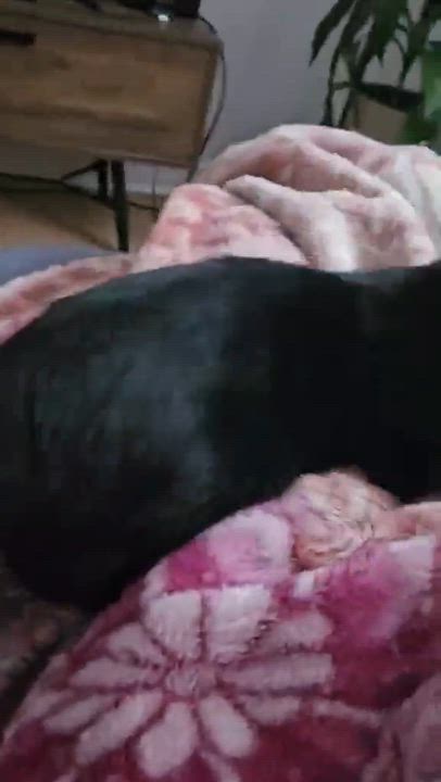 Enlarge Ebène, a Adoptable Domestic Short Hair in Terrebonne, QC video 3/6