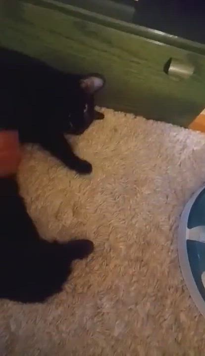 Enlarge Flow (Ebène), a Adoptable Domestic Short Hair in Terrebonne, QC video 6/6