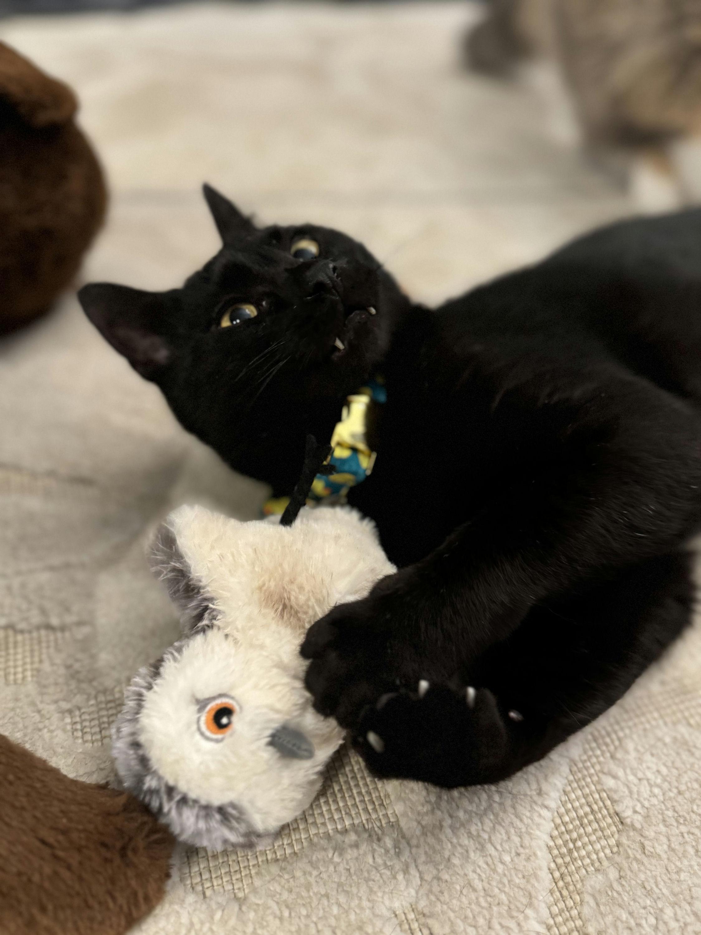 Enlarge Otis, a Adoptable Domestic Short Hair in Houston, TX image 3/6