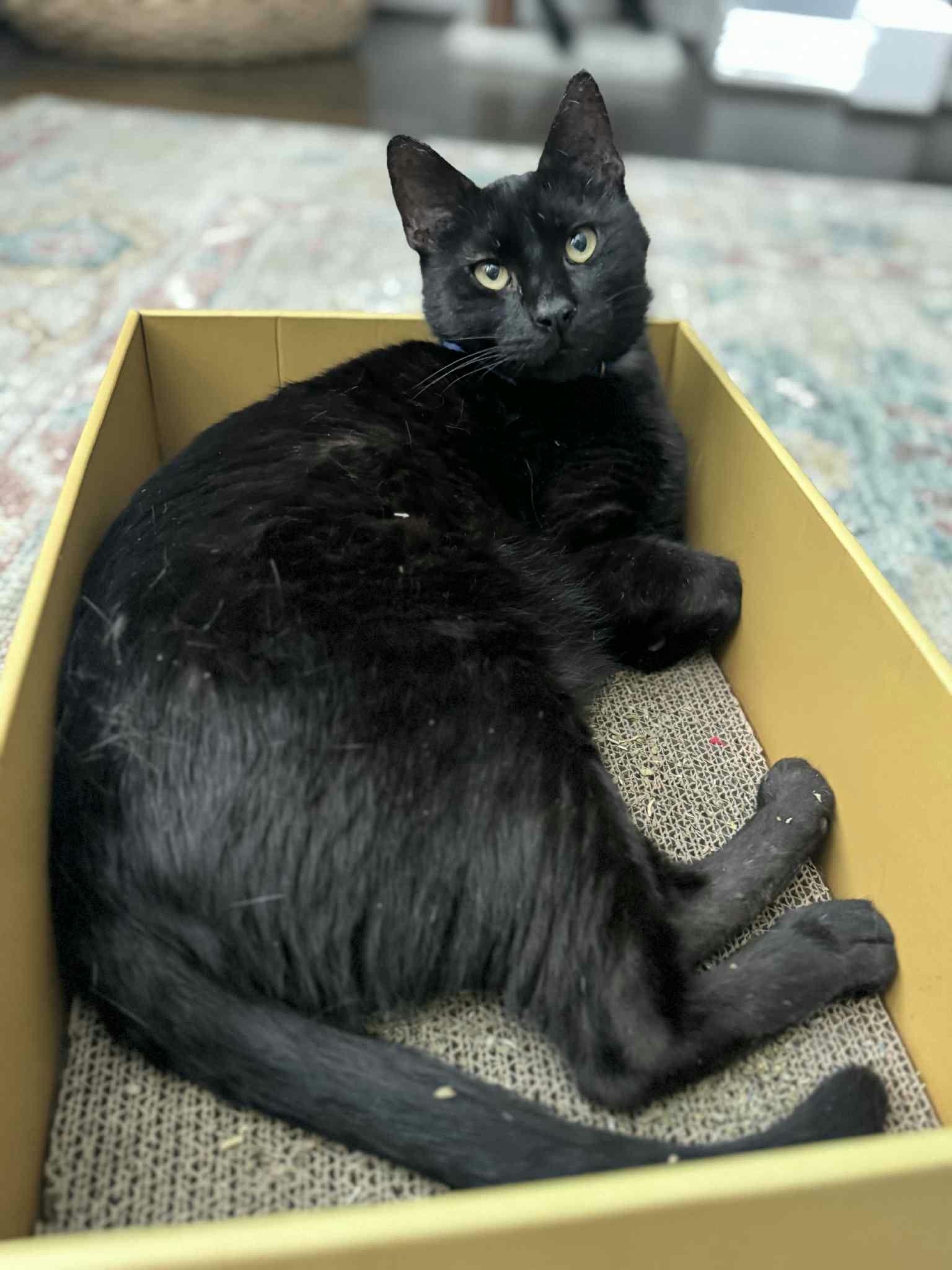 Otis