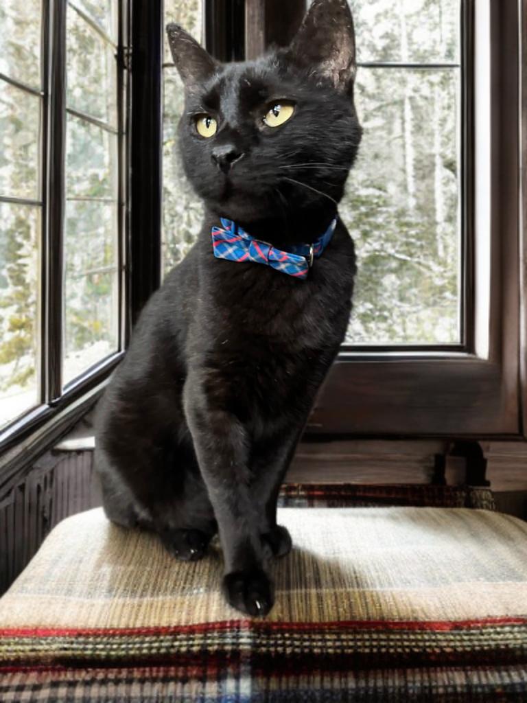 Enlarge Otis, a Adoptable Domestic Short Hair in Houston, TX image 5/6