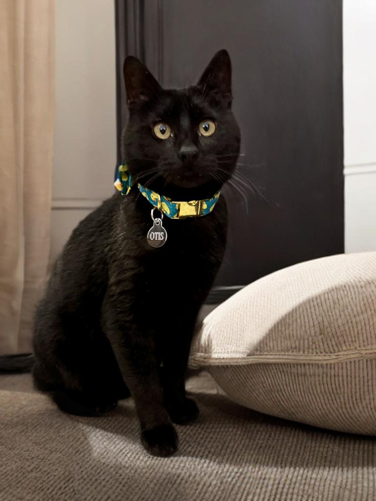 Enlarge Otis, a Adoptable Domestic Short Hair in Houston, TX image 1/6