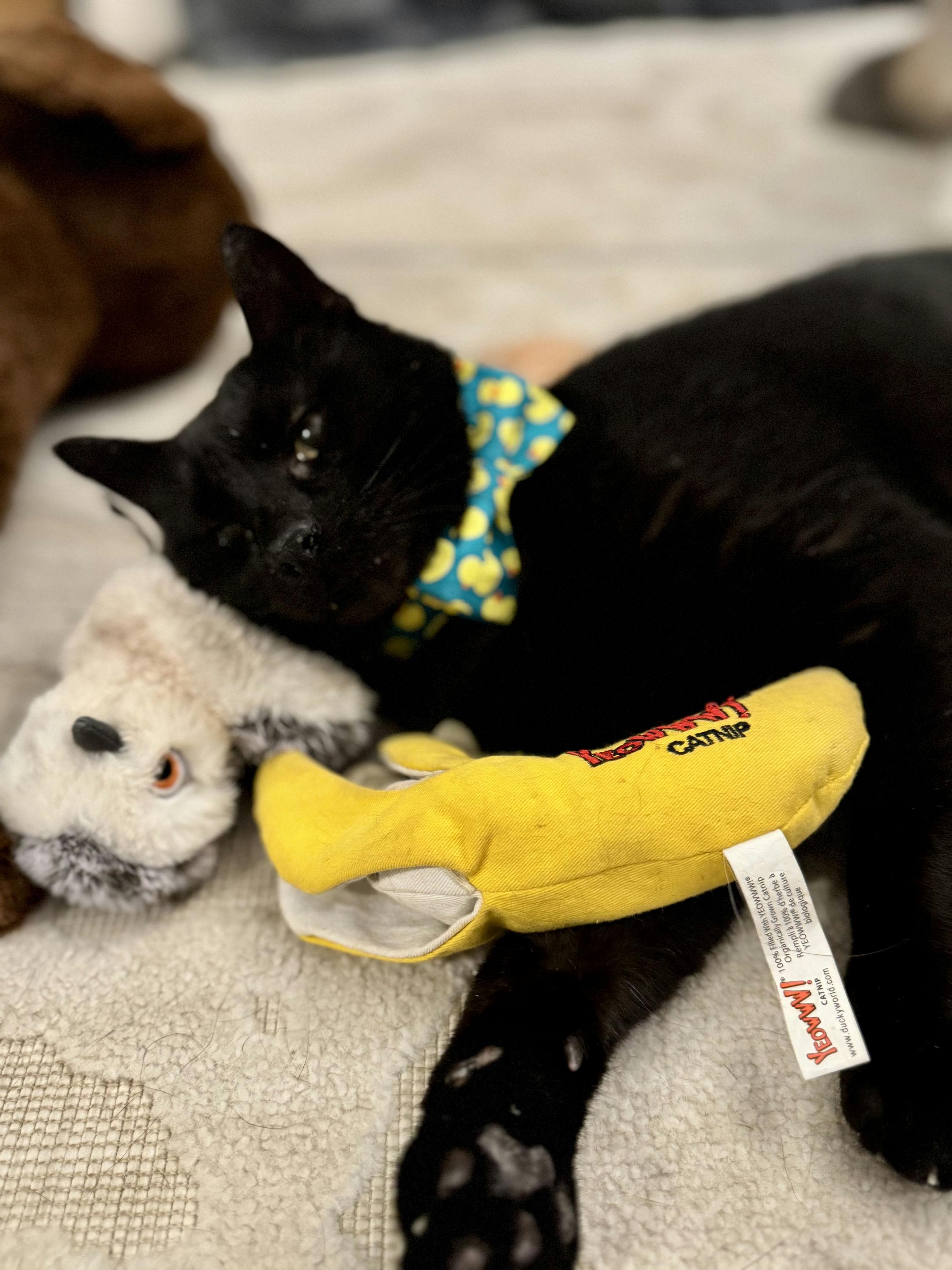 Enlarge Otis, a Adoptable Domestic Short Hair in Houston, TX image 6/6