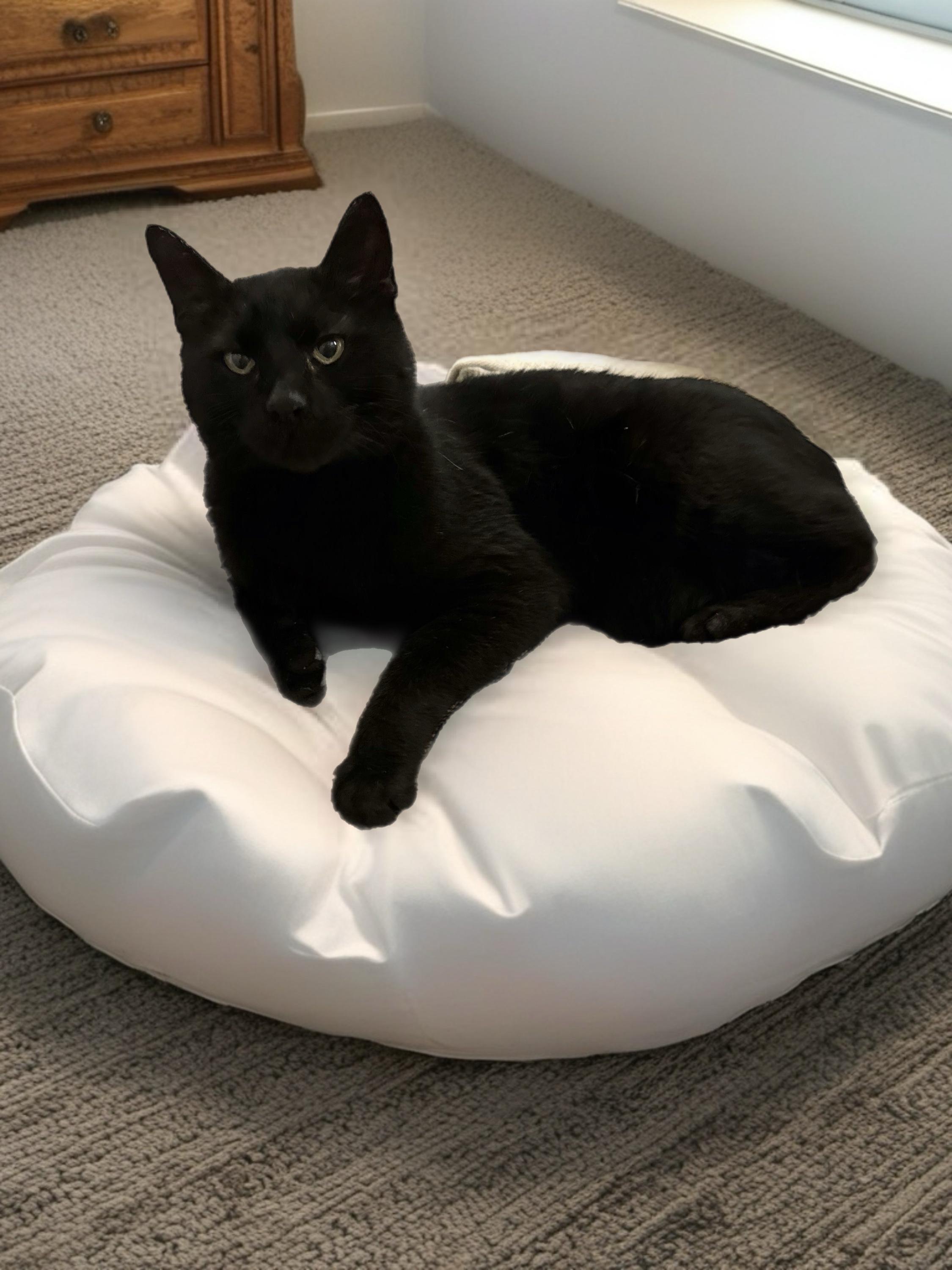 Enlarge Otis, a Adoptable Domestic Short Hair in Houston, TX image 2/6