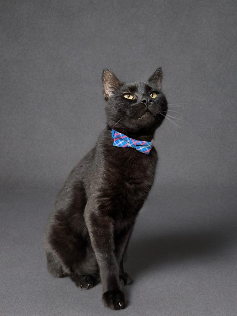 Enlarge Otis, a Adoptable Domestic Short Hair in Houston, TX image 4/6