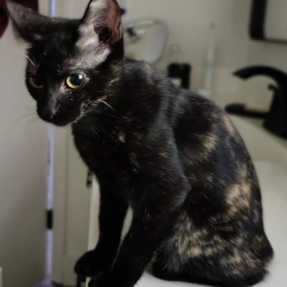 1395 Harlie, Adoptable, Young Female American Bobtail.