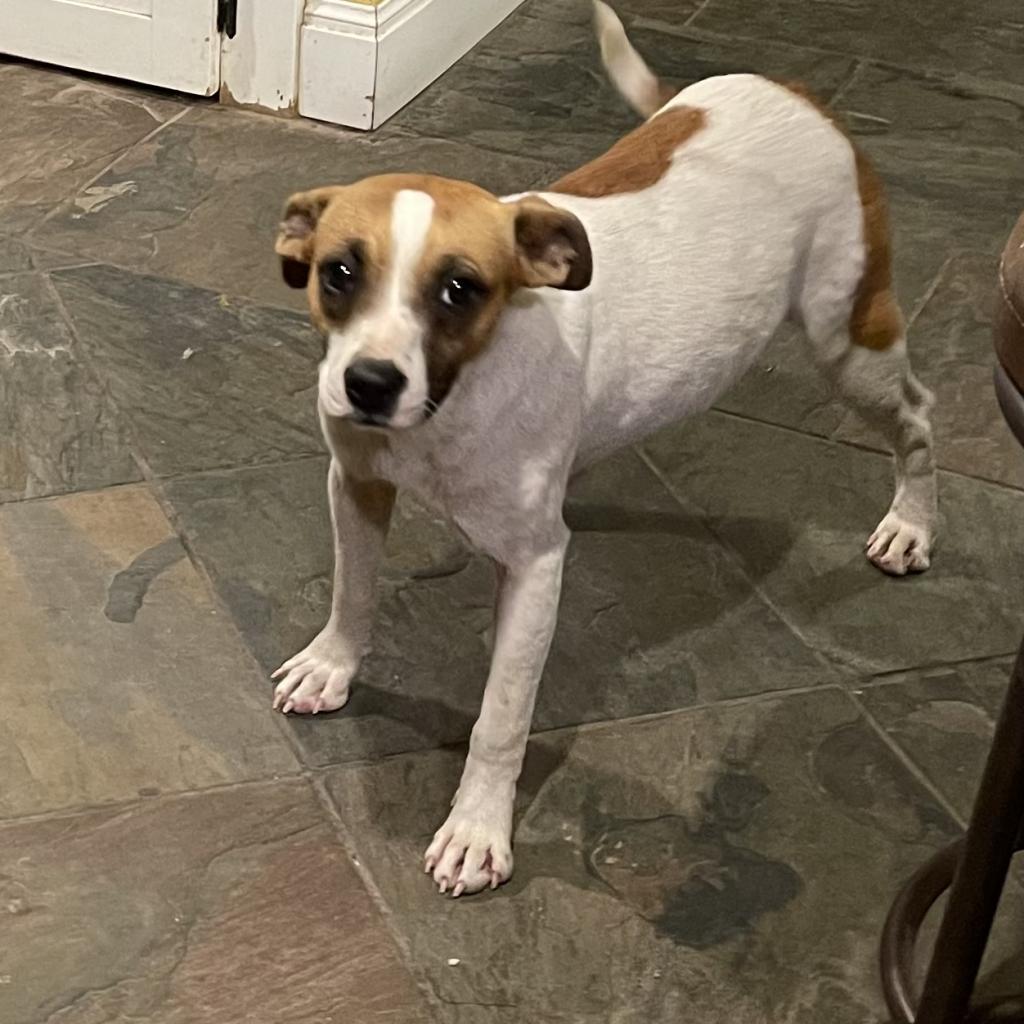 Ivy Belle, Adoptable, Adult Female Parson Russell Terrier & Mixed Breed.