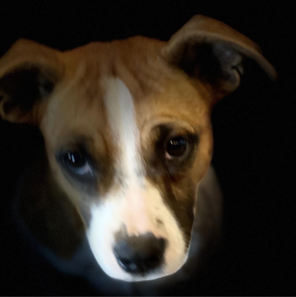 Enlarge Ivy Belle, a Adoptable mixed breed in Dallas, TX image 2/6
