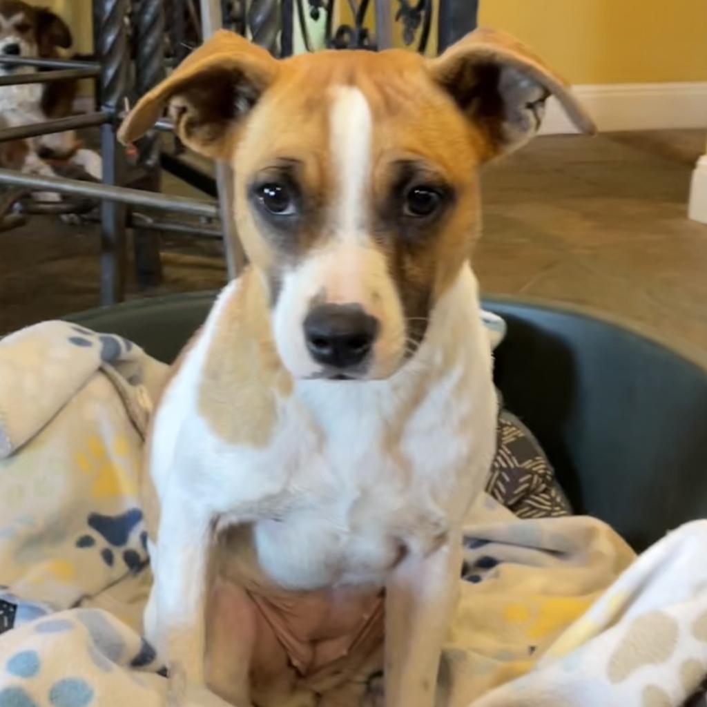 Enlarge Ivy Belle, a Adoptable mixed breed in Dallas, TX image 3/6