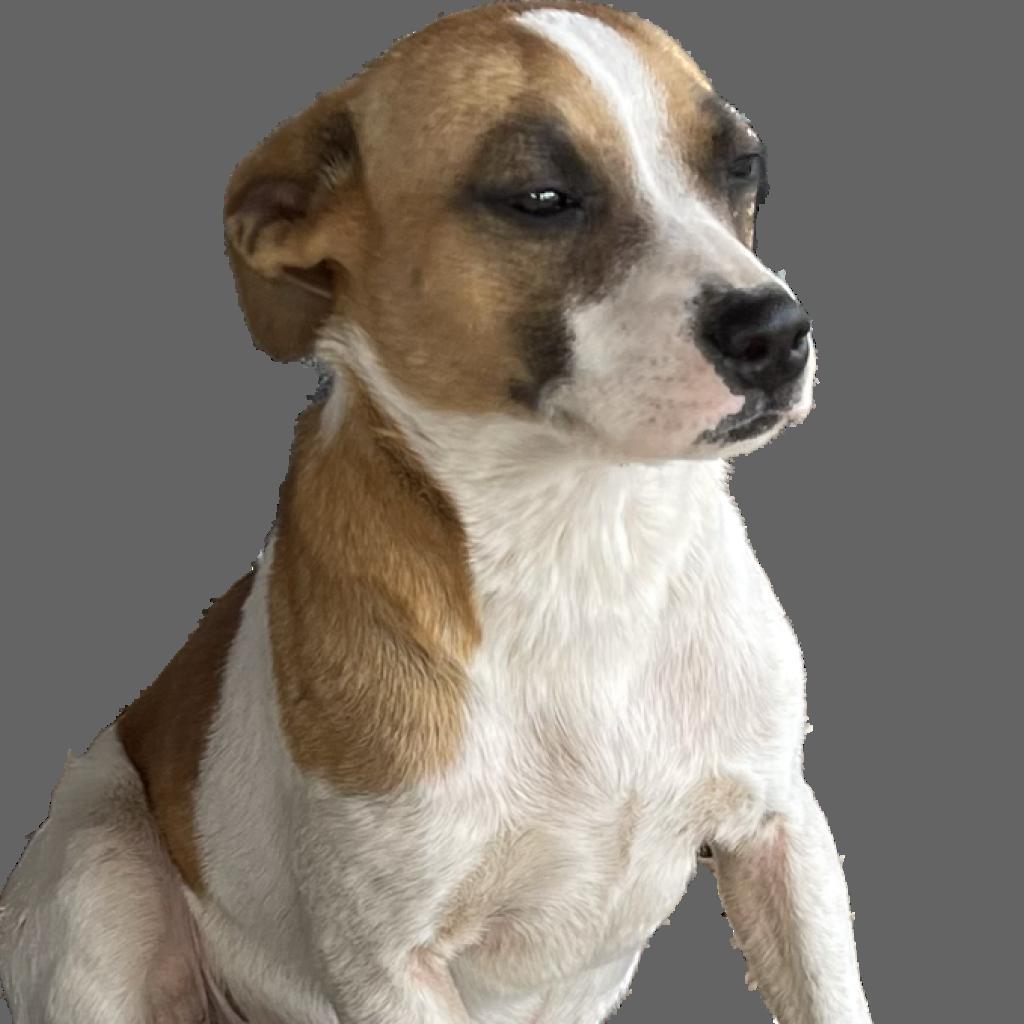 Enlarge Ivy Belle, a Adoptable mixed breed in Dallas, TX image 4/6