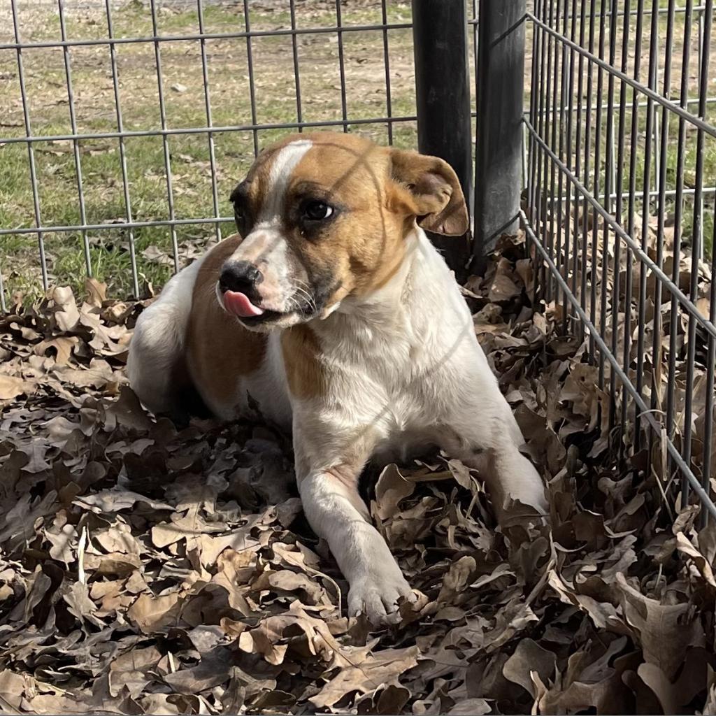 Enlarge Ivy Belle, a Adoptable mixed breed in Dallas, TX image 5/6