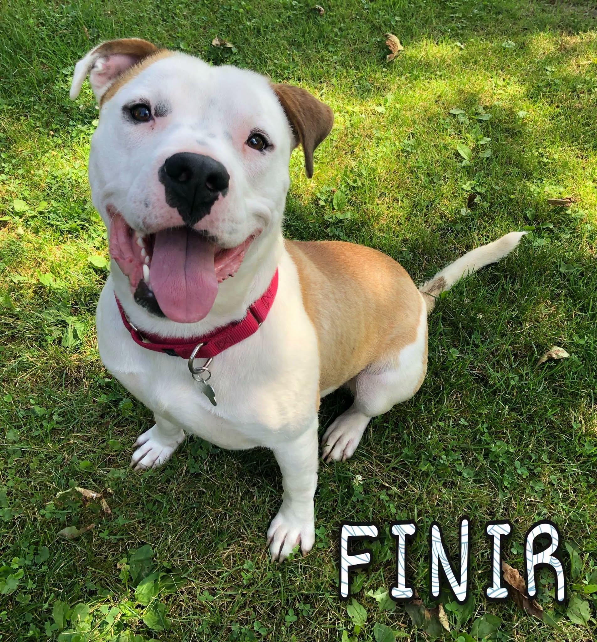 Enlarge Finir, a Adopted mixed breed in Merrillville, IN image 2/4