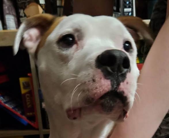 Enlarge Finir, a Adopted mixed breed in Merrillville, IN image 1/4