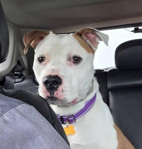 Enlarge Finir, a Adopted mixed breed in Merrillville, IN image 3/4