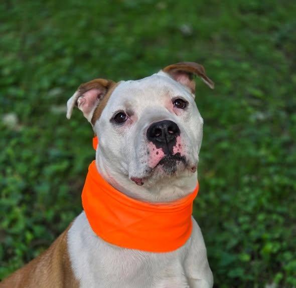 Enlarge Finir, a Adopted mixed breed in Merrillville, IN image 4/4
