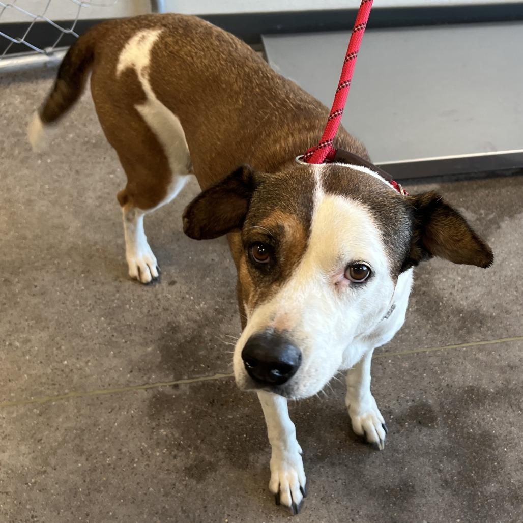 Baby Gurl, Adoptable, Adult Female Mixed Breed.