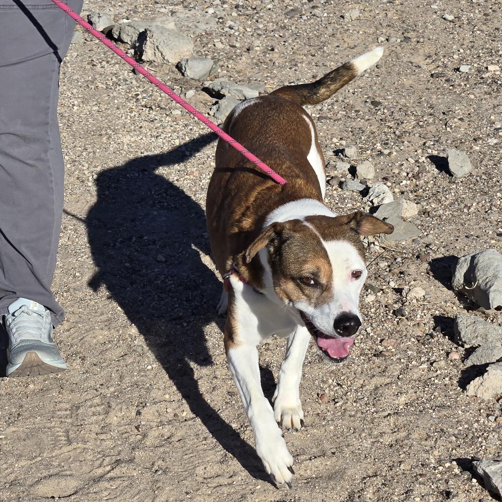 Enlarge Baby Gurl, a Adoptable Mixed Breed in Las Cruces, NM image 2/6