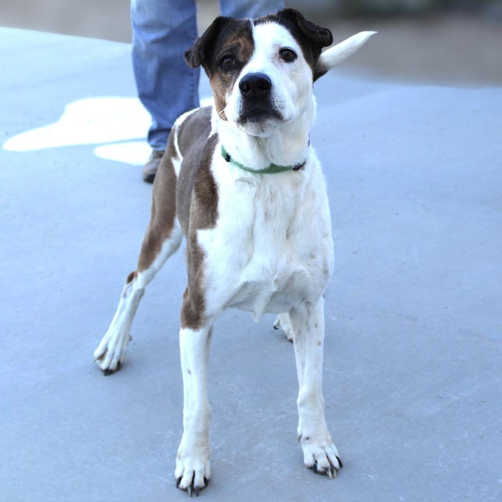 Enlarge Baby Gurl, a Adoptable Mixed Breed in Las Cruces, NM image 2/6