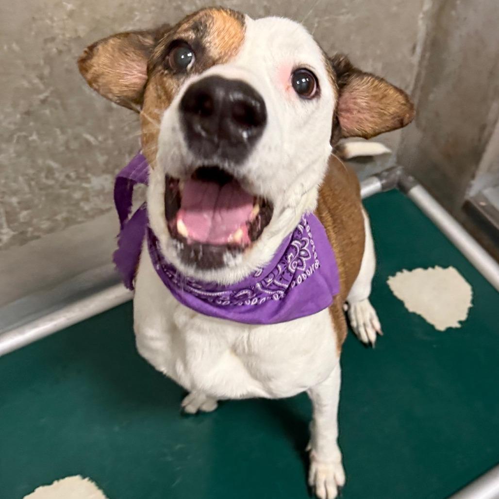 Enlarge Baby Gurl, a Adoptable Mixed Breed in Las Cruces, NM image 3/6