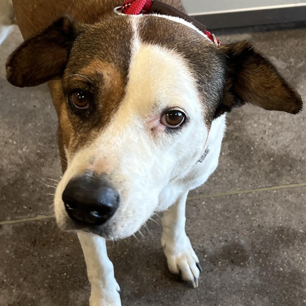 Enlarge Baby Gurl, a Adoptable Mixed Breed in Las Cruces, NM image 4/6