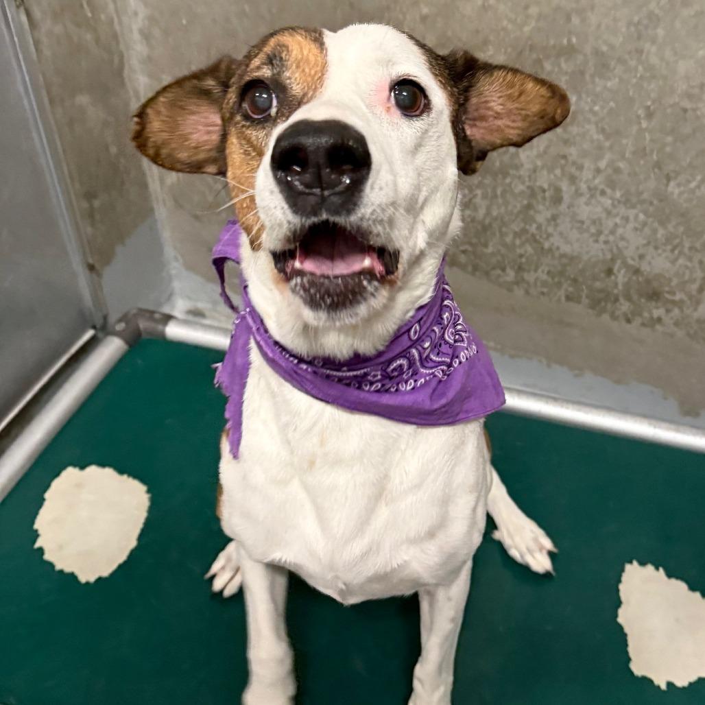 Enlarge Baby Gurl, a Adoptable Mixed Breed in Las Cruces, NM image 5/6