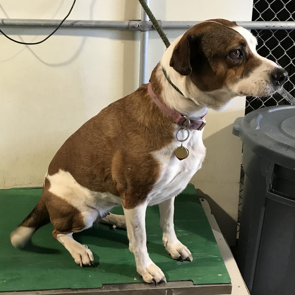 Enlarge Baby Gurl, a Adoptable Mixed Breed in Las Cruces, NM image 6/6