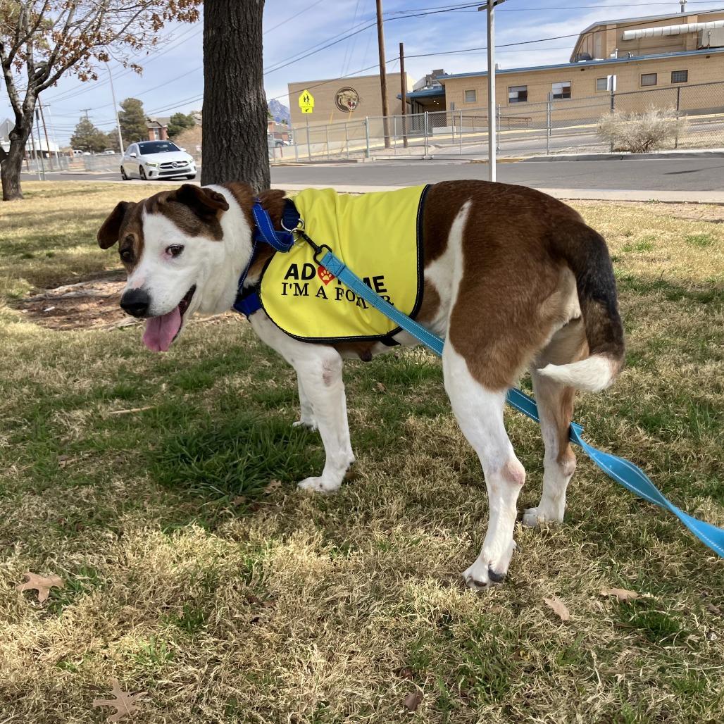 Baby Gurl, a Adoptable Mixed Breed in Las Cruces, NM image 6/6