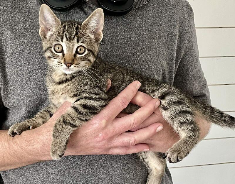 Starsky, Adoptable, Young Male Domestic Short Hair.