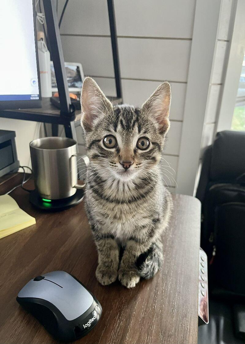 Starsky, a Adoptable Domestic Short Hair in Arlington, WA image 2/3
