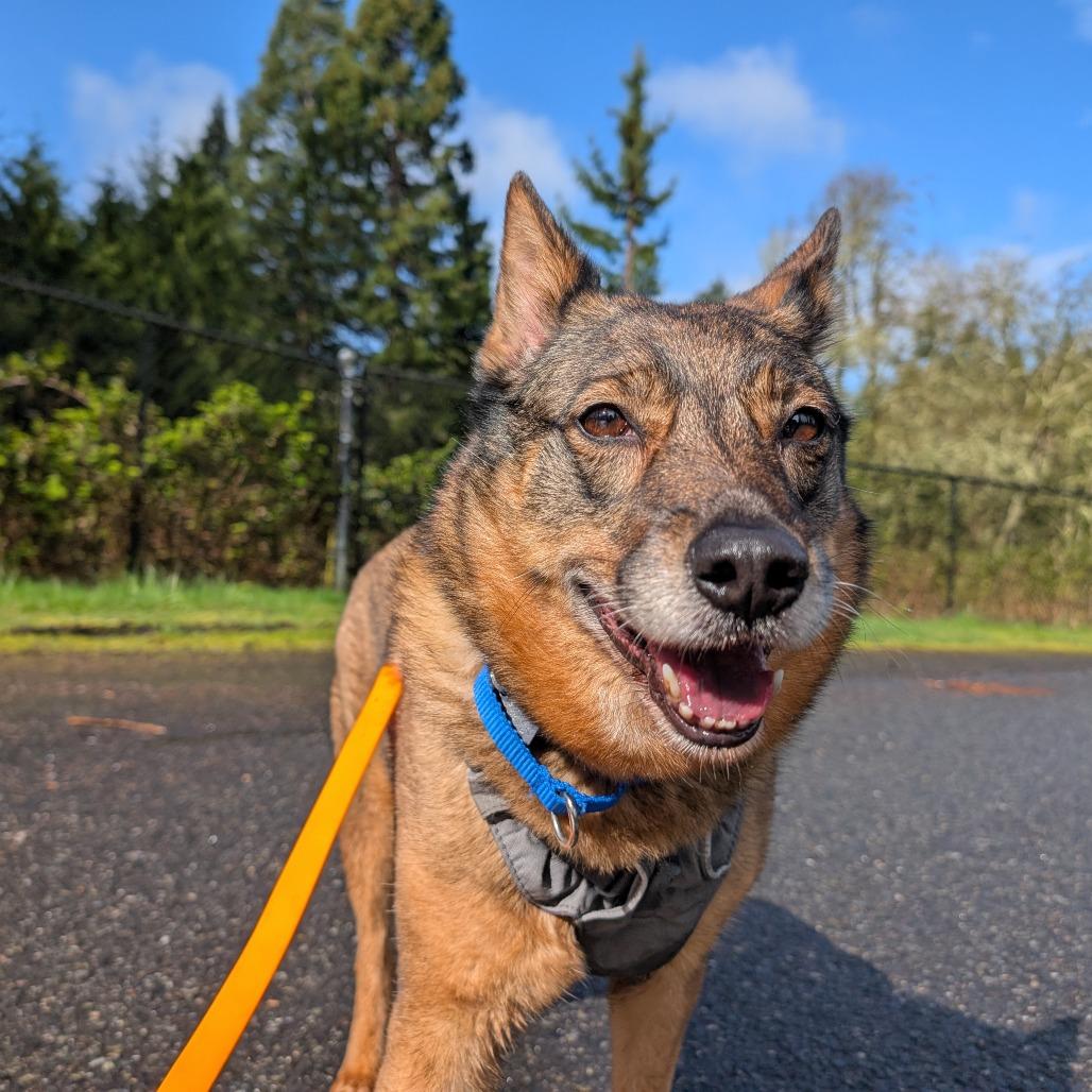Kaia Bear, Adoptable, Senior Female Australian Cattle Dog / Blue Heeler & Shepherd.