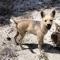 Enlarge Sid, a Adoptable mixed breed in North Fort Myers, FL image 1/1