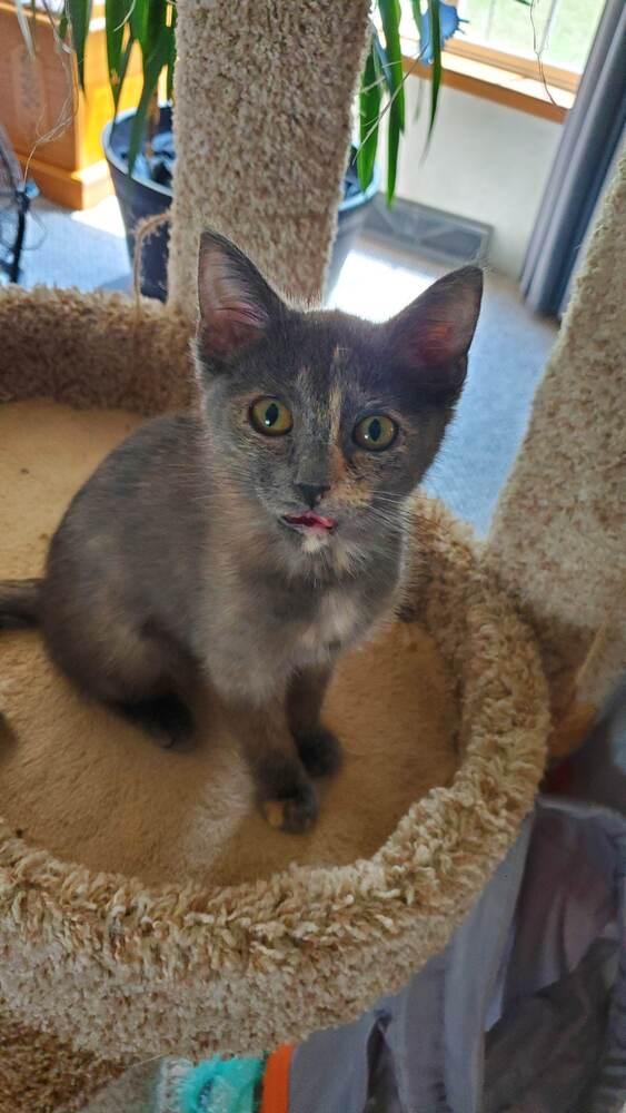 Janis, Adoptable, Kitten Female Domestic Short Hair.