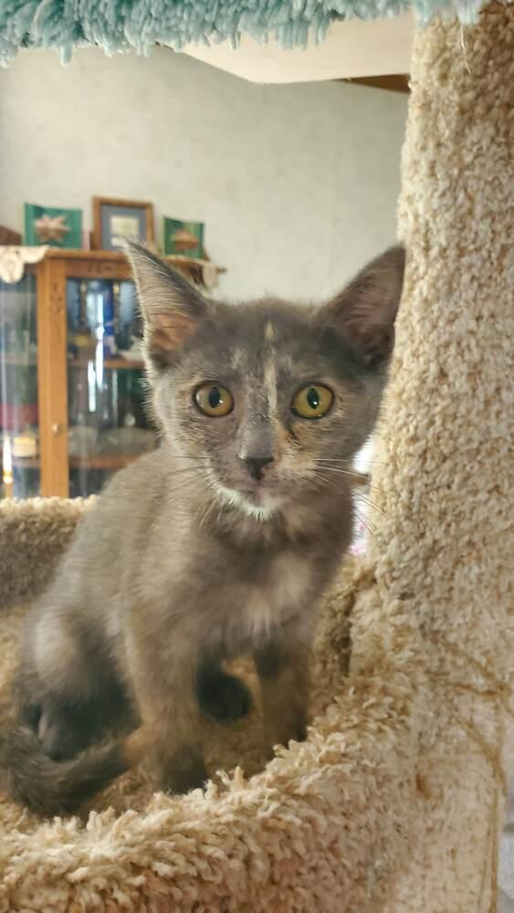 Janis, a Adoptable mixed breed image 2/4