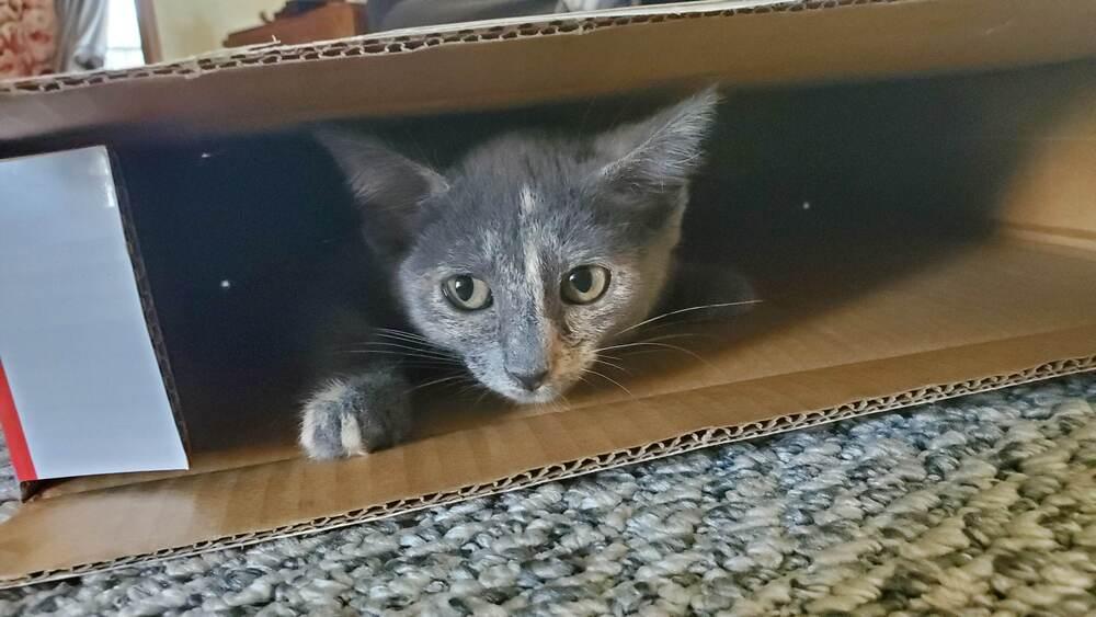 Janis, a Adoptable mixed breed image 3/4