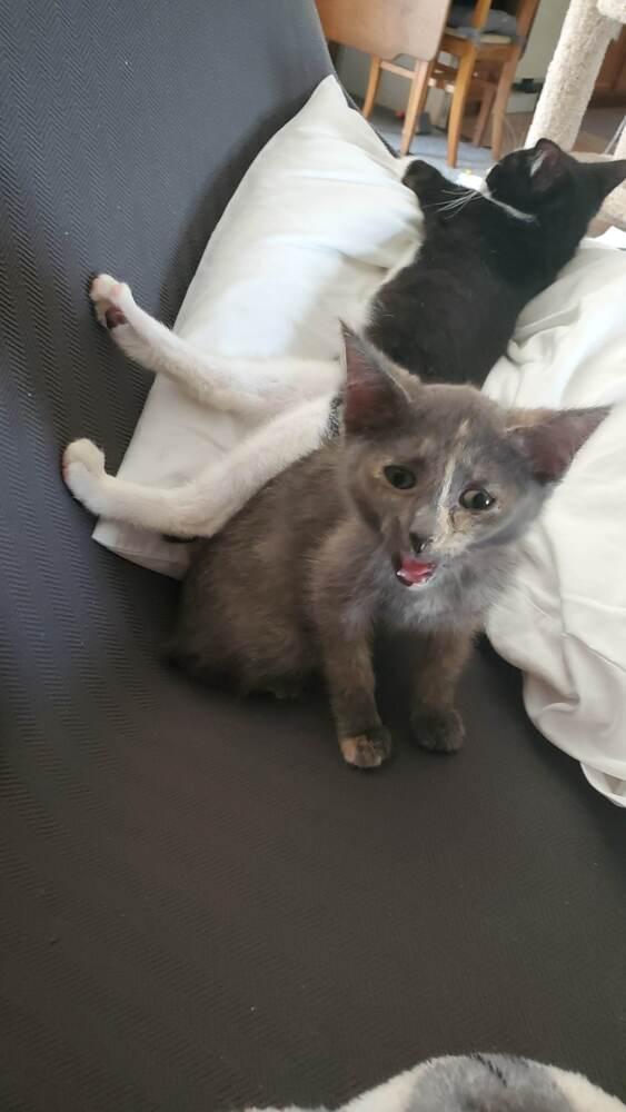 Janis, a Adoptable mixed breed image 4/4