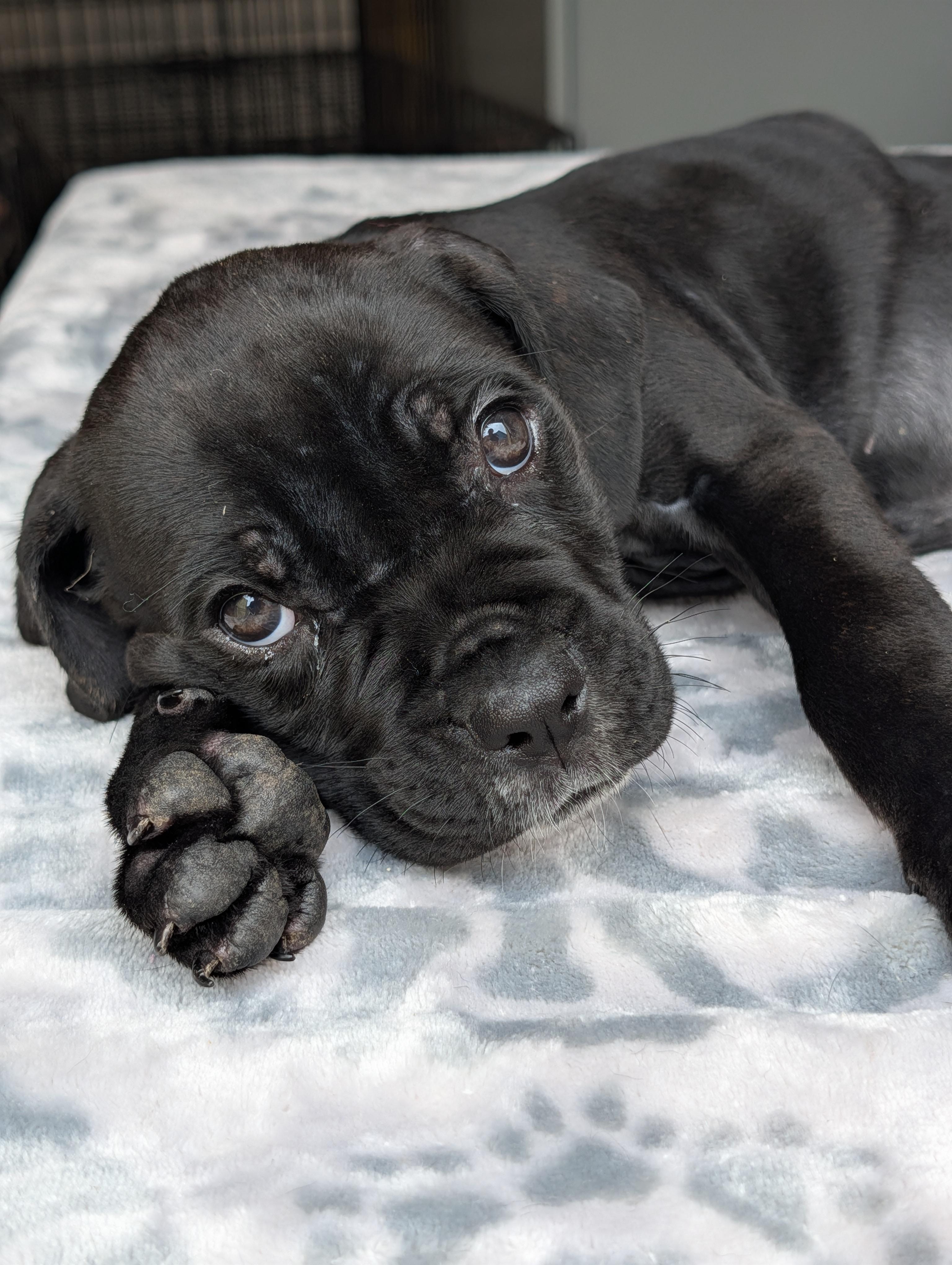 Enlarge Mango, an adoptable mixed breed in Baton Rouge, LA image 2/4