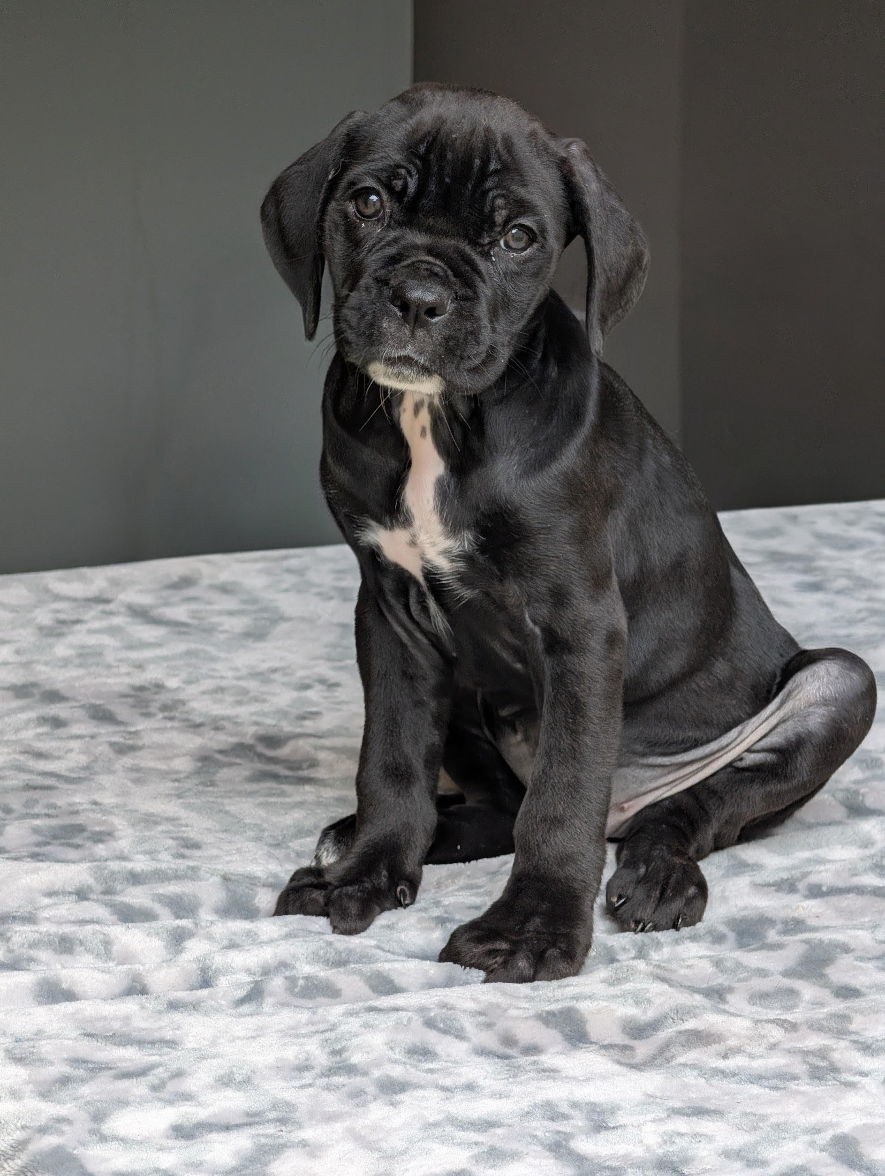 Mango, adoptable, Puppy Female Cane Corso & Neapolitan Mastiff.