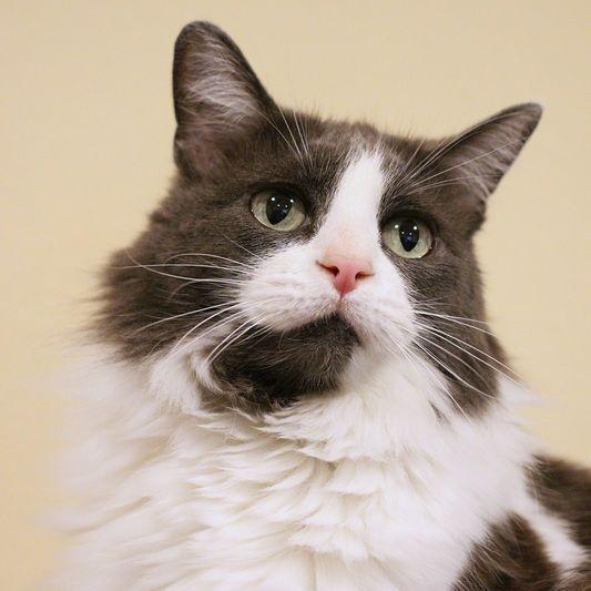 Lexi, a Adoptable Domestic Medium Hair in Portland, OR image 1/6