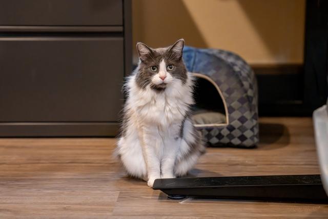 Lexi, a Adoptable Domestic Medium Hair in Portland, OR image 2/6