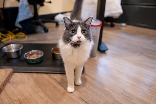 Lexi, a Adoptable Domestic Medium Hair in Portland, OR image 3/6