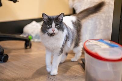 Lexi, a Adoptable Domestic Medium Hair in Portland, OR image 4/6