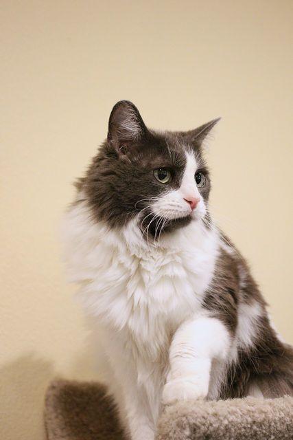 Lexi, a Adoptable Domestic Medium Hair in Portland, OR image 5/6