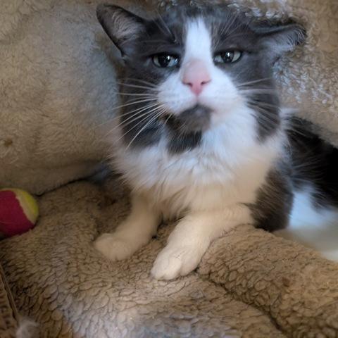 Lexi, a Adoptable Domestic Medium Hair in Portland, OR image 6/6