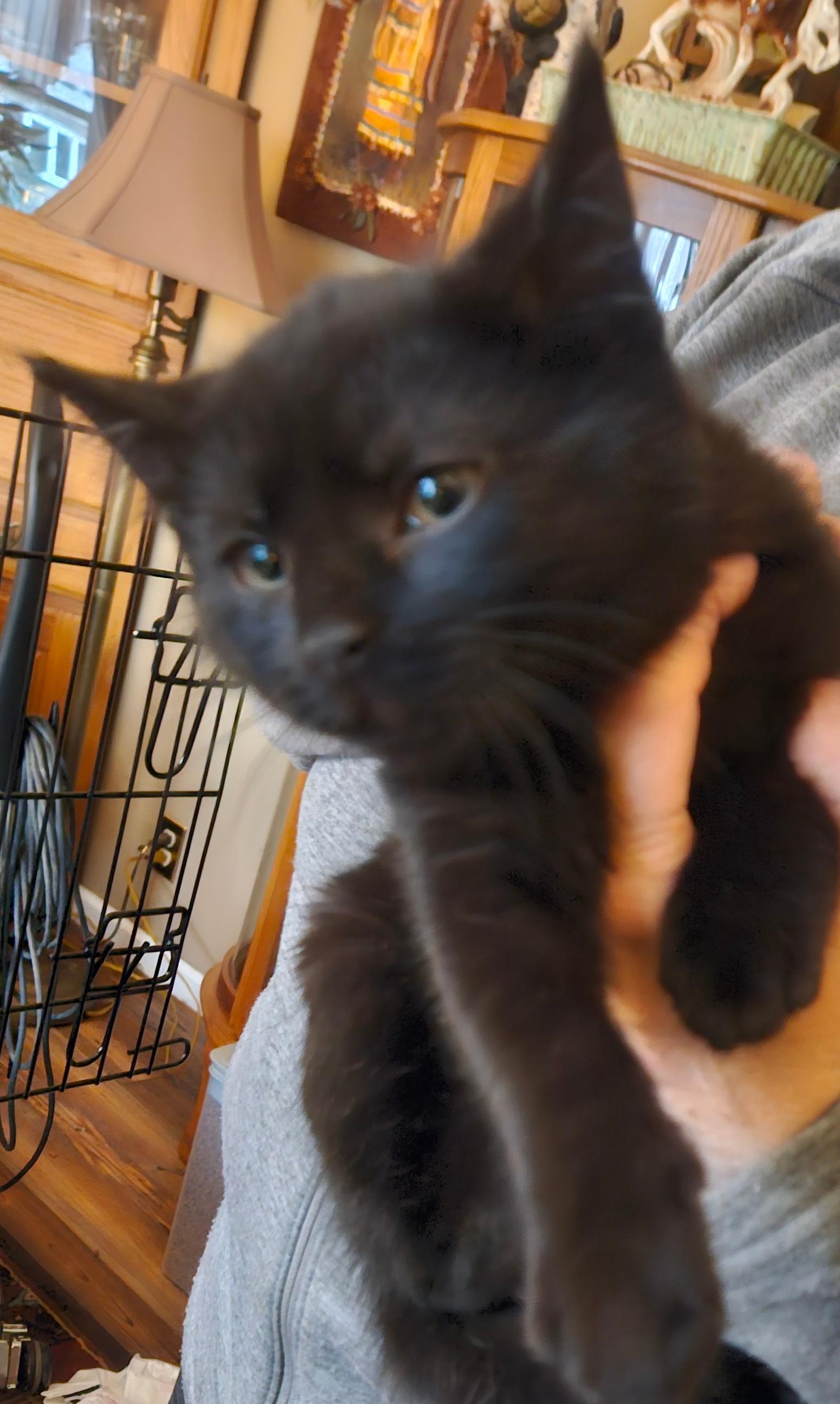 Enlarge Buddy, a Adoptable mixed breed in Toms River, NJ image 1/1