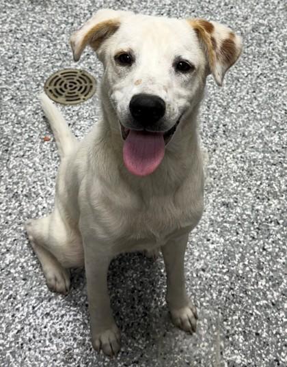 Butter Pecan thumbnail 2